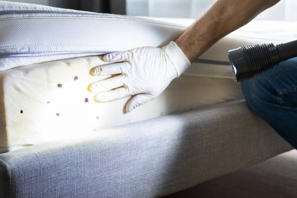 Best Cockroach Control Services  in San Saba, TX