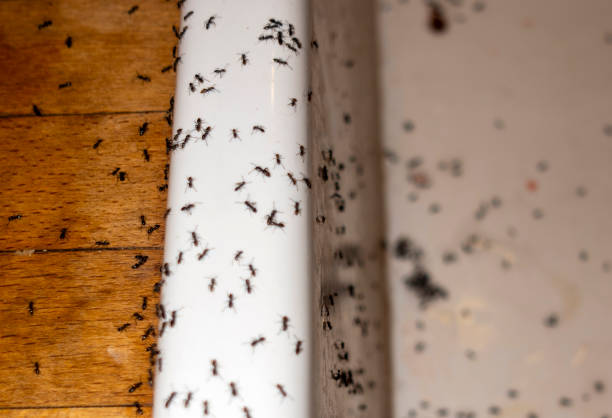 Best Local Pest Control Services  in San Saba, TX