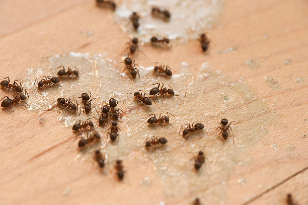 Professional Pest Control in San Saba, TX