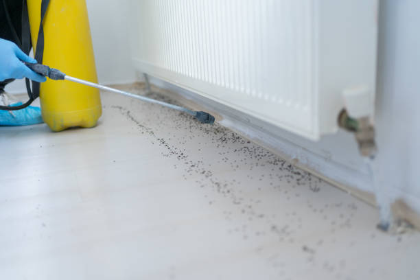 Best Pest Removal Services  in San Saba, TX